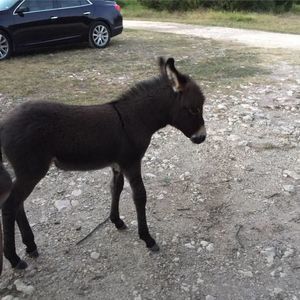 Meet your Posher, Susan